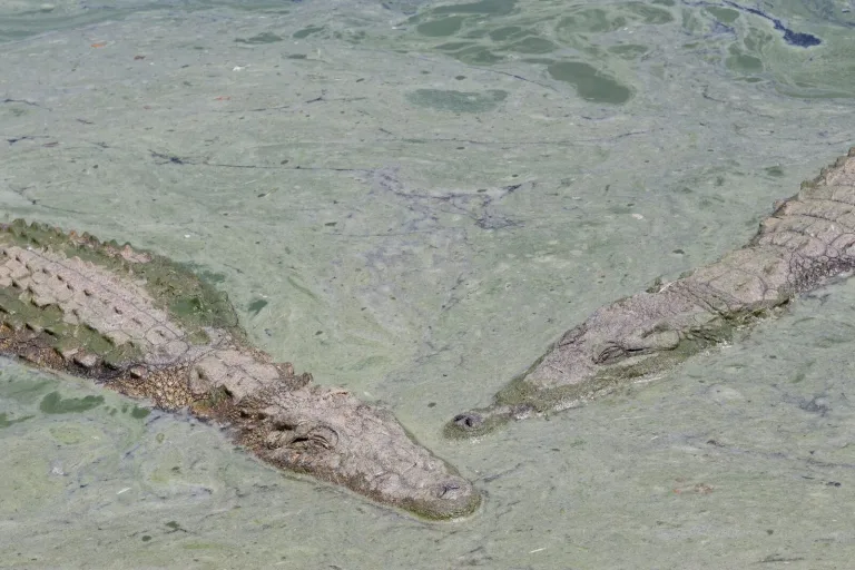 Livingstone Crocodile Park Tour