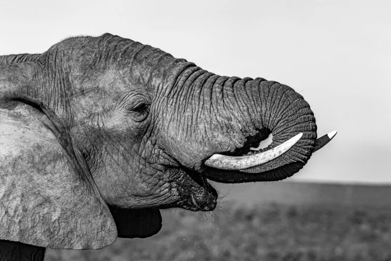 Elephant Interaction