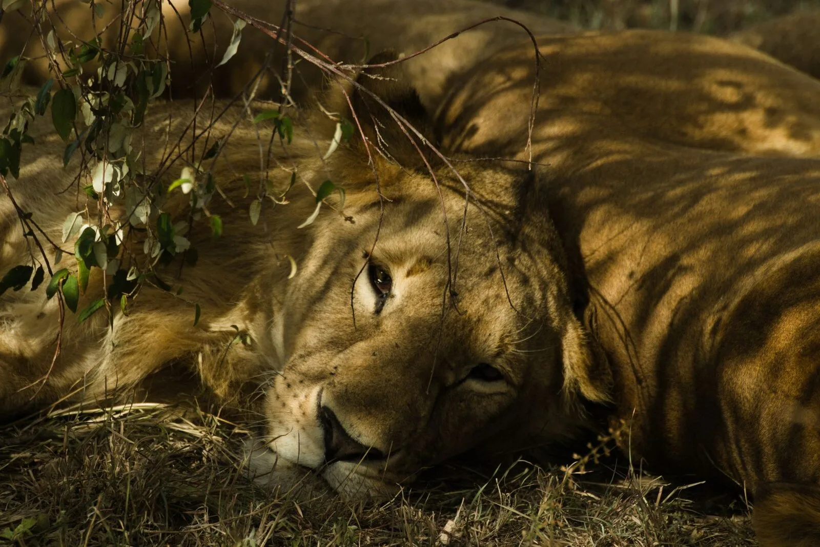 Lion & Cheetah Walk — POTUS Rentals & Tours