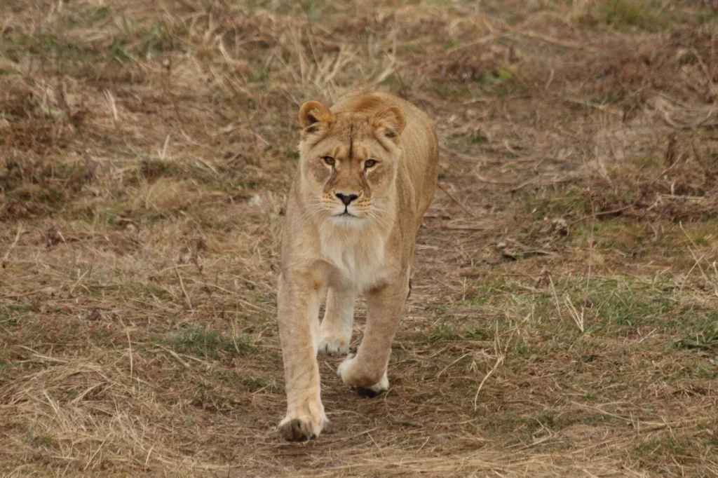 Mukuni Big 5 Tour