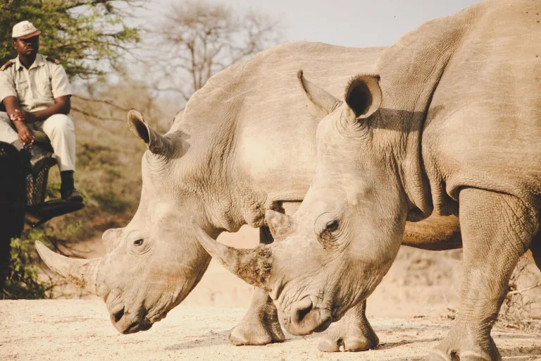 Game Drive & White Rhino Walk