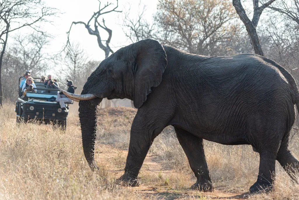 Chobe Safari Day Trip