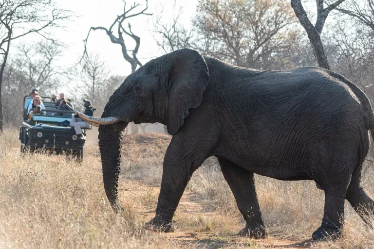 Chobe Safari Day Trip