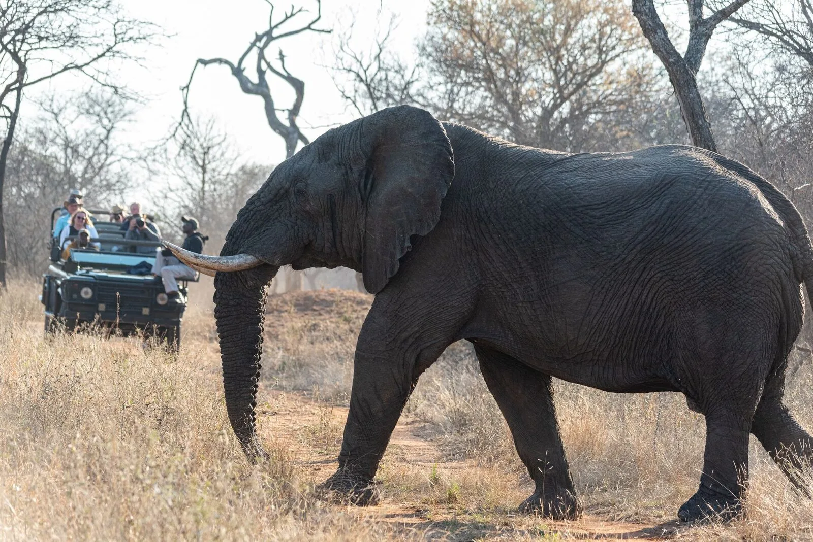 Chobe Day Trip from Livingstone: Add Botswana to Your Safari